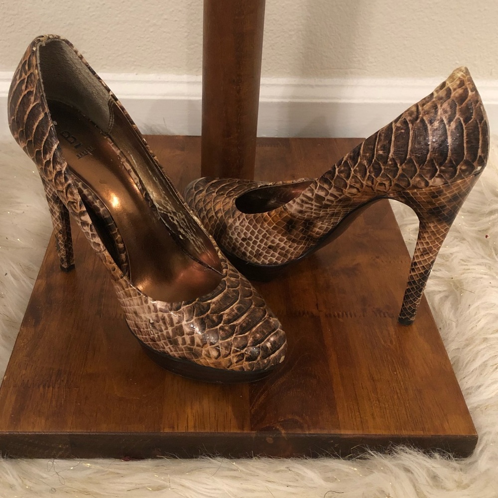 Beautiful Brown Reptile Clayton Heels